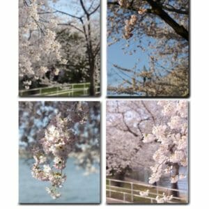 Spring Cherry Blossom Wall Art Set