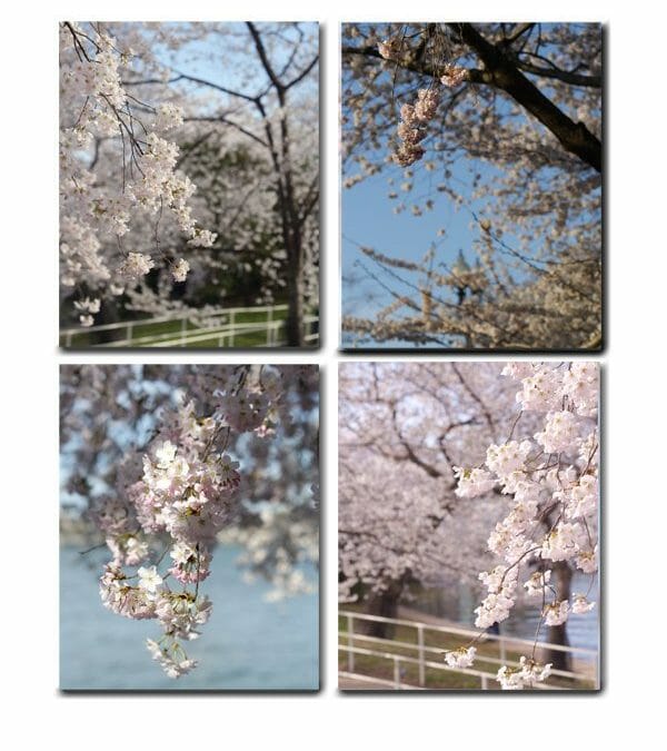 Spring Cherry Blossom Wall Decor Set | White Flower Wall Art