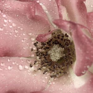 Macro Rose Wall Art Photography | Dusty Pink Floral Wall Decor