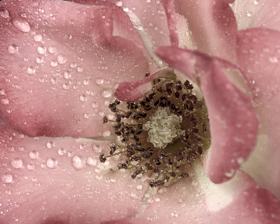 Macro Rose Wall Art Photography | Dusty Pink Floral Wall Decor
