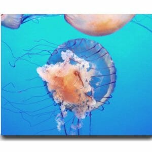 Jellyfish Wall Art | Ocean Underwater Wall Art | Aqua Blue Decor
