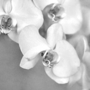 Black and White Orchid Wall Art | Grey & White Floral Wall Decor