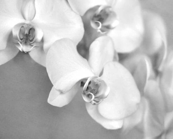 Black and White Orchid Wall Art | Grey & White Floral Wall Decor