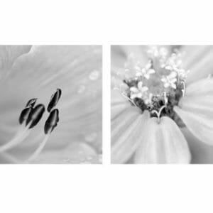 Black and white floral wall art set