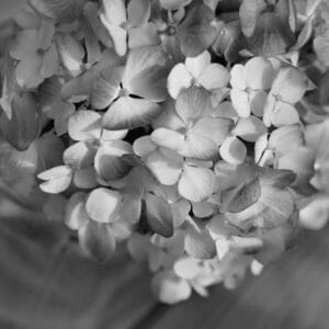 Black and White | Hydrangea Wall Art | Floral Wall Decor | Shabby Chic