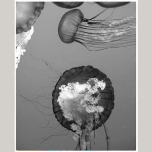 Black And White Jellyfish Wall Art | Ocean Art Decor | Underwater Wall Art