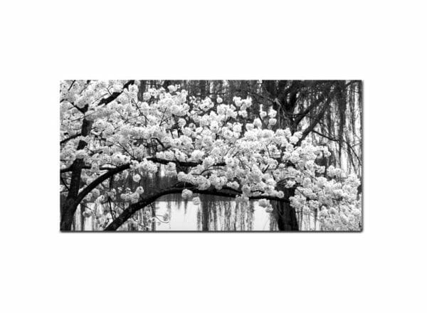 Black and White Cherry Blossom Tree
