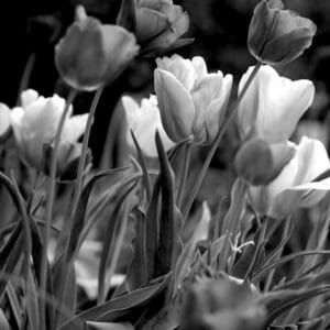 Black and White Tulip Wall Art