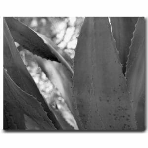 Black And White Agave Wall Art | Succulent Wall Art Decor | Floral Wall Art