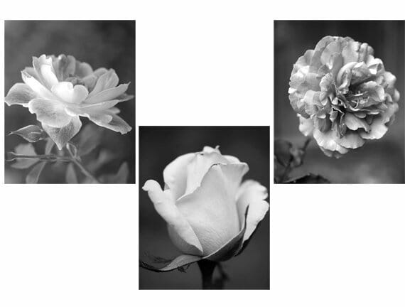 Black and White Rose Wall Art | 3 Piece Set | Dark Grey Rose Wall Decor