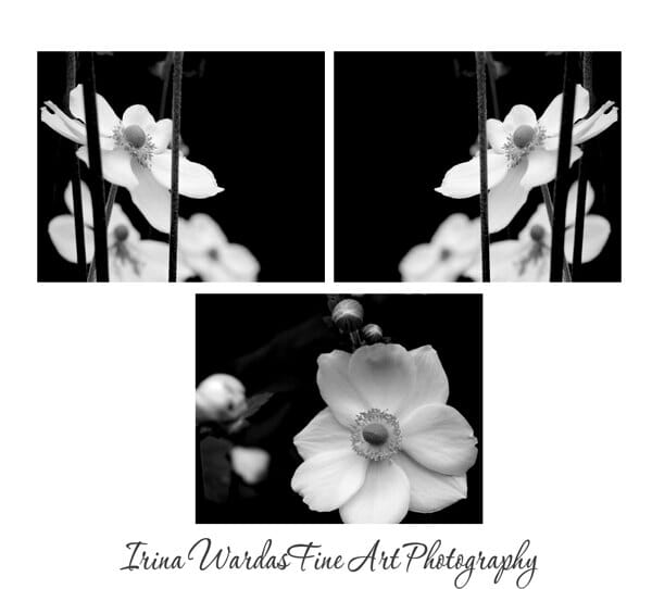 Anemone Botanical Floral Wall Decor | 3 Piece Wall Art | Black and White Flowers