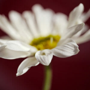 White Daisy Flower Wall Art | Dark Floral Art Decor | Macro Photography