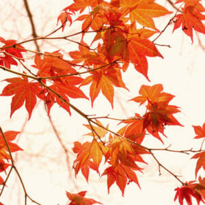 Burnt Orange Leaf Photography | Red Maple Leaves Wall Decor