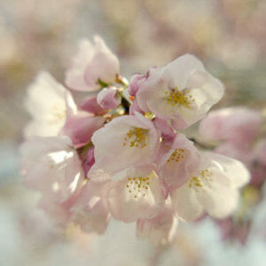 Cherry Blossom Floral Wall Art | Sakura Wall Art | Washington DC Wall Art