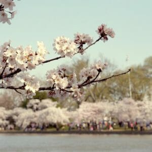 Cherry Blossom Tree Branch Wall Art