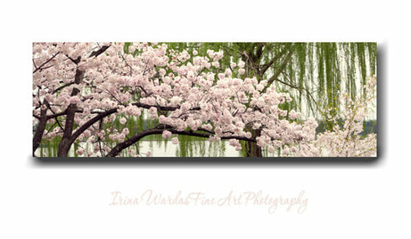 Panoramic Cherry Blossom Wall Art