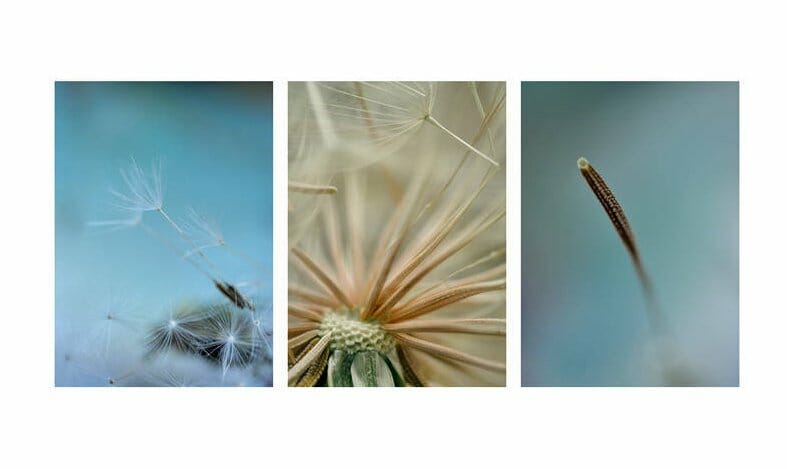 Dandelion Wall Art | Minimalist Macro Photography | Abstract Wall Decor