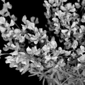 Black and White Floral Wall Decor