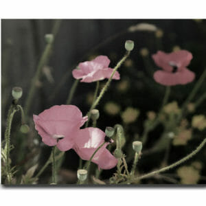 Dark Floral Canvas Wall Decor| Sage Pink Poppy Wall Art | Girl's Room