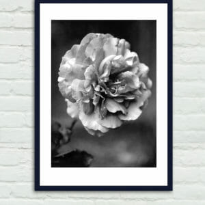 Black And White Rose Wall Art | Grey Floral Art Decor | Living Room Wall Art