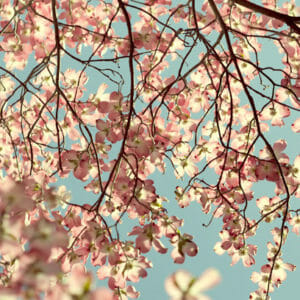 Dogwood Tree | Light Pink Wall Art | Spring Art Decor | Floral Wall Art