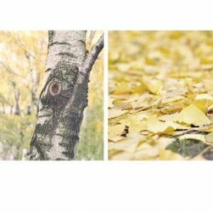 Fall Photography Wall Art | Set of 2 | Yellow Nature Wall Decor