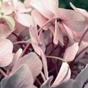 Dusty Pink Floral Wall Photography | Hydrangea Flower Wall Art