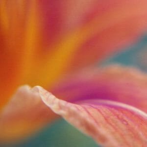 Colorful Day Lily Wall Art