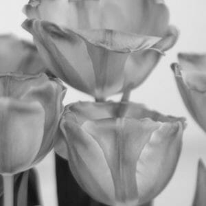 Black and White Tulip Floral Wall Decor