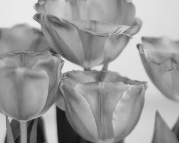Black and White Floral Wall Decor | Tulip Flower | Spring Flower Wall Art
