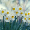 New Beginnings with Spring Flower Daffodil Photography