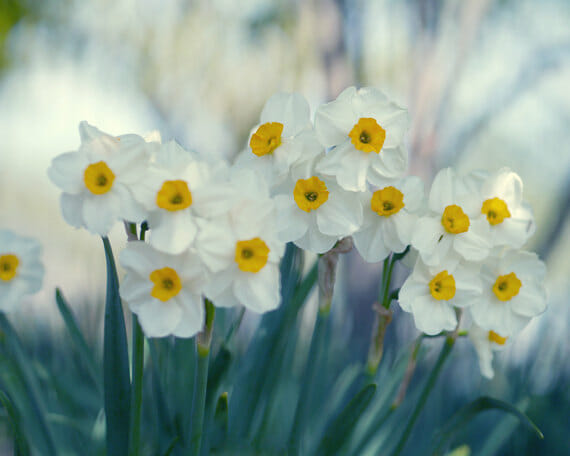 Daffodil Photography | Floral Wall Art Decor | Botanical Wall Art