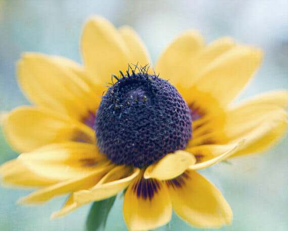 Fine Art Coneflower Photography for Your Moment of Happiness