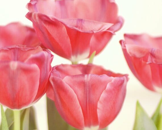 Red Floral Wall Decor | Red Tulip Flowers | Spring Flowers Photography