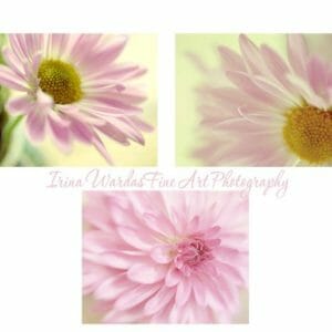 Girls Room Artwork | Pink Flower Wall Art | Set 3 Floral Prints | 20% Off