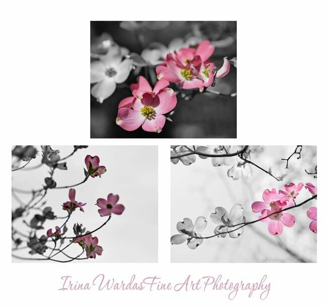 Grey Pink Dogwood Flower Wall Art Set of 3 | Modern Floral Photography