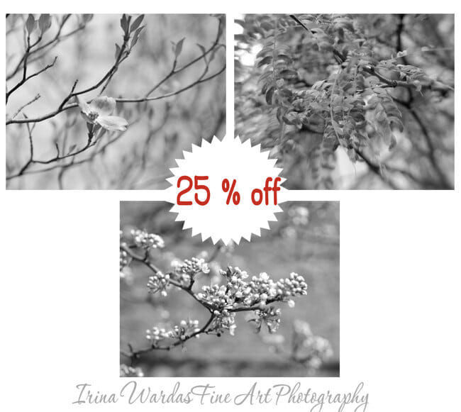 Floral Tree Branch Wall Art | Blue Grey Nature Photo Set of 3