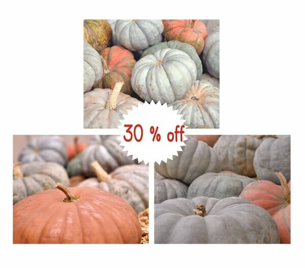 Set of 3 | Fall Harvest Wall Art | Orange Grey | Pumpkin Photography | Save 30%