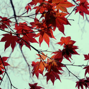 Tree Branch Wall Art | Red Mint | Japanese Maple Tree Photography