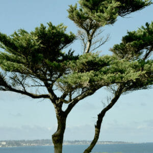 Monterey Bay Cypress Tree Wall Decor