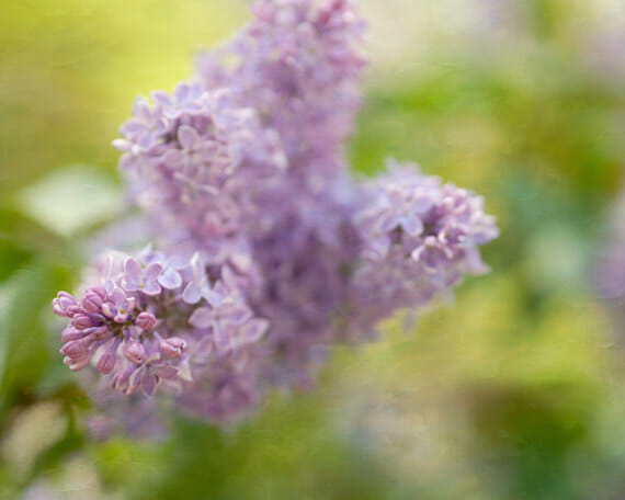 Waves of Serenity | Fine Art Photos with Shades of Lavender