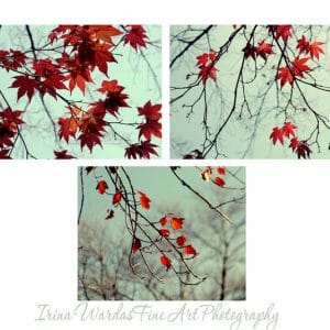Autumn Maple Tree Leaves Wall Art | 3 Piece Set | Red Nature Wall Decor