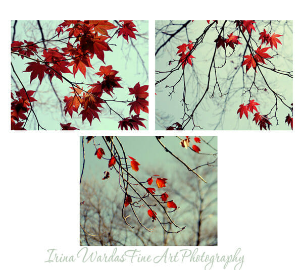 Autumn Maple Tree Leaves Wall Art | 3 Piece Set | Red Nature Wall Decor