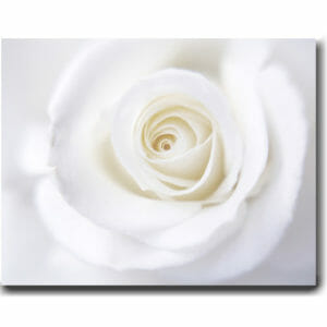White Rose Modern Wall Decor | Large Floral Canvas Wall Art