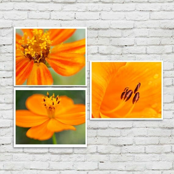Orange Floral Wall Art Set | Flower Macro Photography Decor