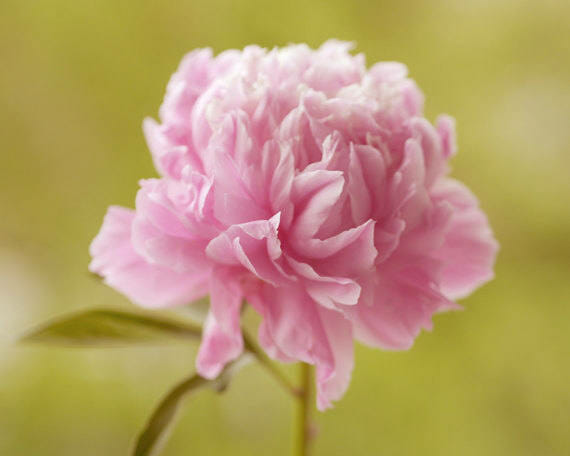 Pink Peony Flower Photo Meditation with Fine Art Photography