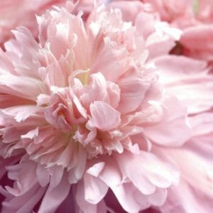 Pink Nursery Wall Decor | Peony Flower Photography