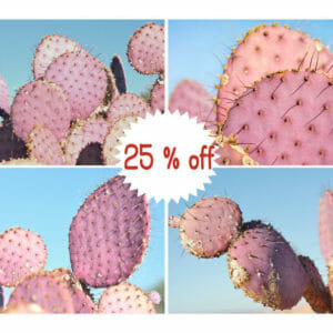 Pink Cactus Wall Art | 4 Piece Set | Prickly Pear Cactus Wall Art Decor
