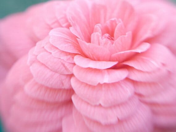 Fine Art Photography of a Beautiful Pink Camellia