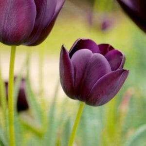 Purple Tulip Flower Wall Art